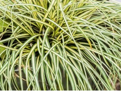 Осока охименская 