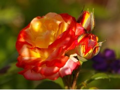 Роза флорибунда 