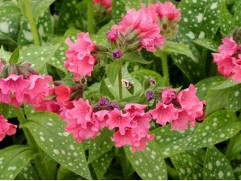 Медуница гибридная 