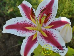 Лилия восточная Лилия восточная