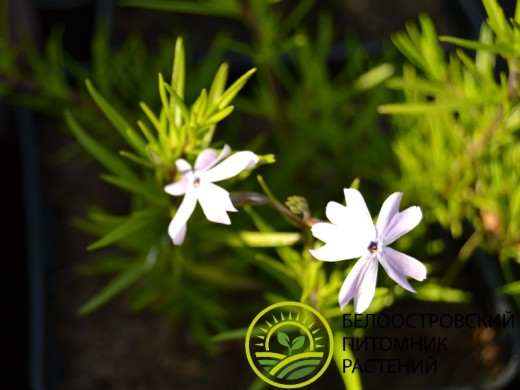 Флокс шиловидный Флокс шиловидный