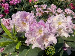 Рододендрон гибридный 
