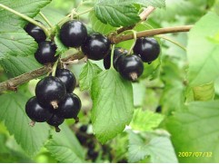 Смородина черная 