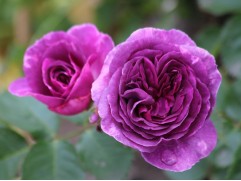 Роза флорибунда 