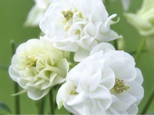 Аквилегия обыкновенная Аквилегия обыкновенная