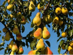 Груша дерево-сад 