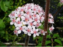 Дармера щитовидная (Контейнер 2,0л) Дармера щитовидная (Контейнер 2,0л)