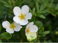 Лапчатка кустарниковая 