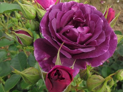 Роза флорибунда Роза флорибунда