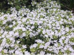 Тимьян ранний Тимьян ранний