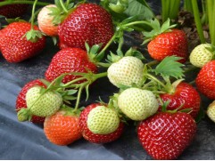Земляника крупноплодная ремонтантная 