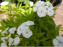 Гвоздика турецкая 