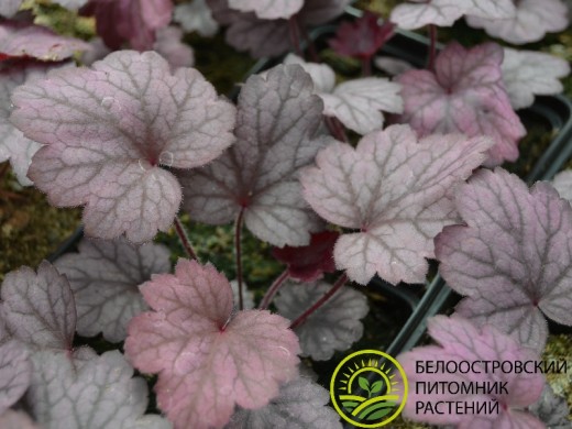 Гейхера гибридная Гейхера гибридная
