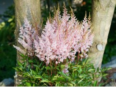 Астильба японская 