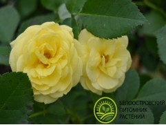 Роза флорибунда Роза флорибунда