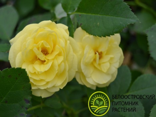 Роза флорибунда Роза флорибунда