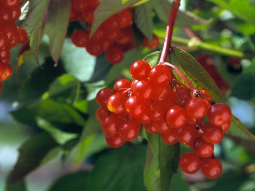 Калина Калина