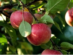 Яблоня 