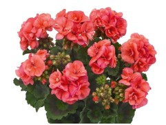 Пеларгония зональная Пеларгония зональная