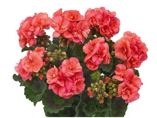 Пеларгония зональная Пеларгония зональная