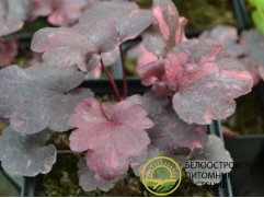 Гейхера гибридная 