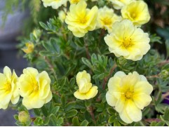 Лапчатка кустарниковая Лапчатка кустарниковая