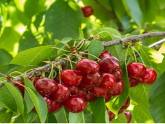 Вишня колоновидная Вишня колоновидная