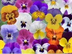 Виола рогатая 