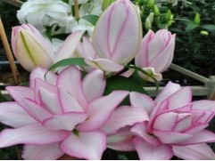 Лилия розовидная 