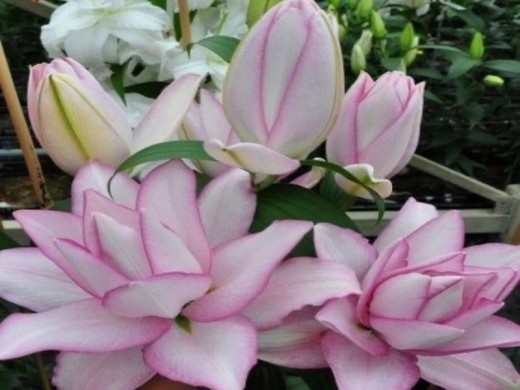 Лилия розовидная Лилия розовидная