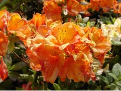 Рододендрон листопадный (азалия) 