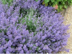 Котовник Фассена 