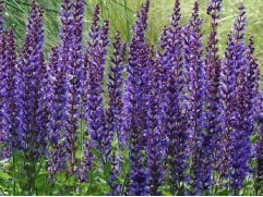 Шалфей дубравный 