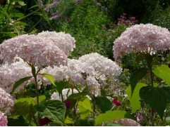 Гортензия древовидная Гортензия древовидная