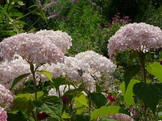 Гортензия древовидная Гортензия древовидная