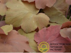 Гейхера гибридная 