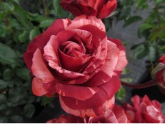 Роза плетистая 
