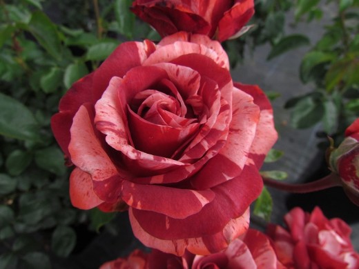 Роза плетистая Роза плетистая