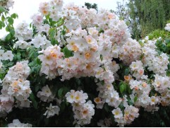 Роза мускусная 