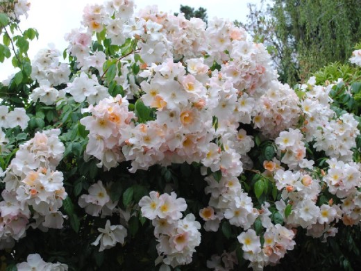 Роза мускусная Роза мускусная