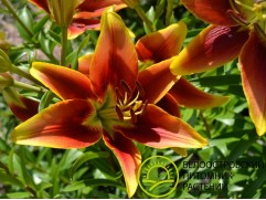 Лилия восточная Лилия восточная