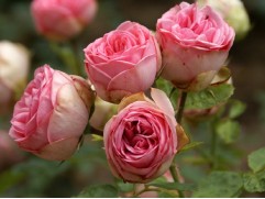 Роза чайно-гибридная 