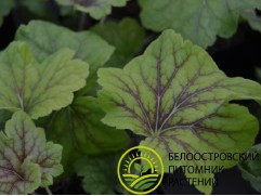 Гейхера гибридная 