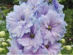 Дельфиниум гибридный 