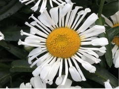 Нивяник наибольший 