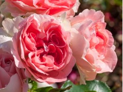 Роза флорибунда Роза флорибунда