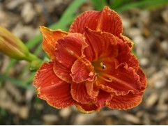 Лилейник гибридный 