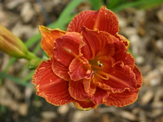 Лилейник гибридный Лилейник гибридный