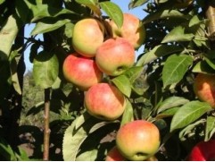 Яблоня колоновидная 
