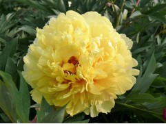 Пион Ито-гибрид 